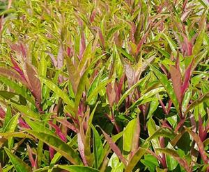 Tuinplant.nl Leucothoe