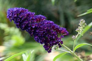 Tuinplant.nl Vlinderstruik