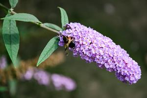 Tuinplant.nl Vlinderstruik