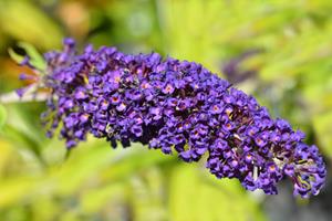 Tuinplant.nl vlinderstruik