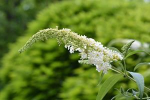 Tuinplant.nl Vlinderstruik