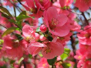 Tuinplant.nl Japanse kweepeer