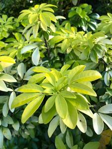 Tuinplant.nl Choisya