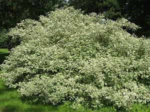 Tuinplant.nl Bonte kornoelje