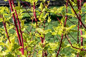 Tuinplant.nl Witte kornoelje
