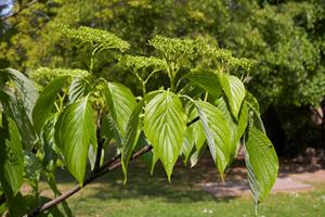 Tuinplant.nl Kornoelje