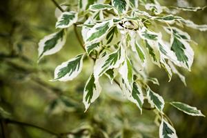 Tuinplant.nl Kornoelje