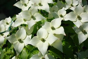 Tuinplant.nl Kornoelje