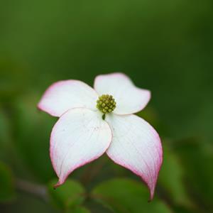 Tuinplant.nl Japanse grootbloemige kornoelje