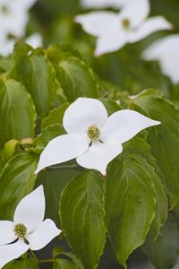 Tuinplant.nl Kornoelje