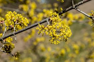 Tuinplant.nl Gele Kornoelje