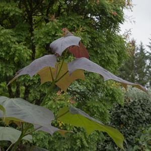 Tuinplant.nl Trompetboom op stam