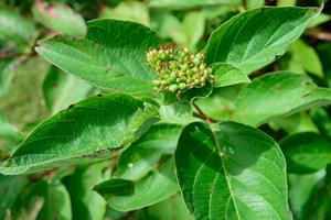 Tuinplant.nl Dwergkornoelje