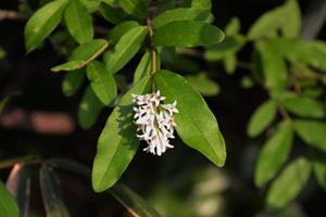 Tuinplant.nl Liguster op stam