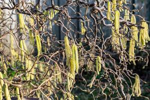 Tuinplant.nl Kronkelhazelaar