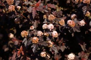 Tuinplant.nl Blaasspirea op stam