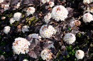 Tuinplant.nl Blaasspirea op stam
