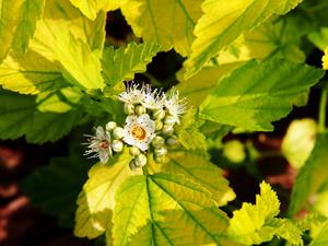 Tuinplant.nl Blaasspirea op stam