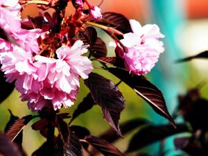 Tuinplant.nl Japanse sierkers op stam