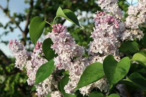 Tuinplant.nl Sering op stam
