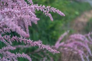 Tuinplant.nl Tamarisk op stam