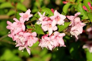 Tuinplant.nl Weigela op stam