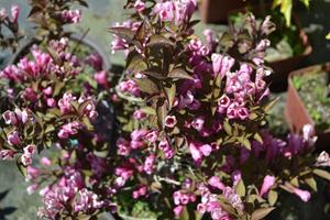 Tuinplant.nl Weigela op stam