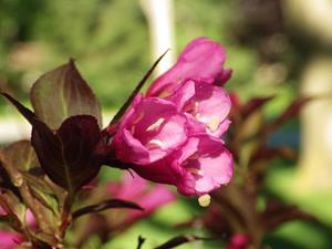 Tuinplant.nl Weigela op stam