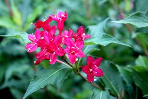 Tuinplant.nl Weigela op stam