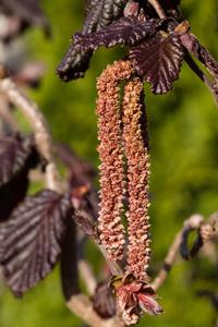 Tuinplant.nl Hazelnoot