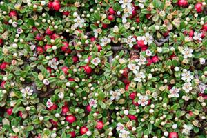 Tuinplant.nl Dwergmispel