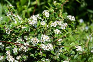 Tuinplant.nl Dwergmispel
