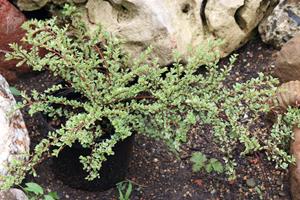 Tuinplant.nl Dwergmispel