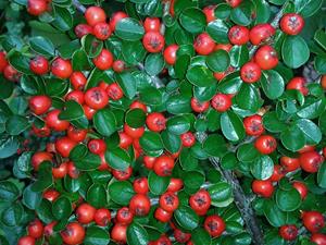 Tuinplant.nl Dwergmispel
