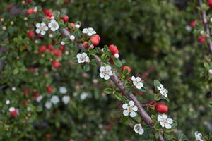 Tuinplant.nl Dwergmispel