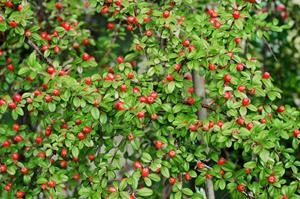 Tuinplant.nl Dwergmispel