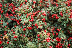Tuinplant.nl Dwergmispel