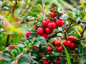 Tuinplant.nl Dwergmispel