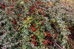 Tuinplant.nl Dwergmispel