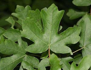 Tuinplant.nl Dak Spaanse aak