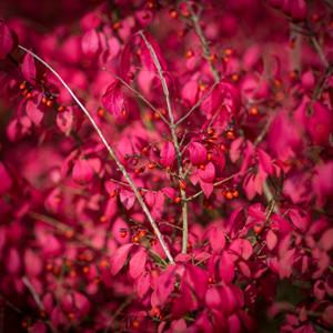 Tuinplant.nl Kardinaalshoed