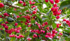Tuinplant.nl Kardinaalshoed