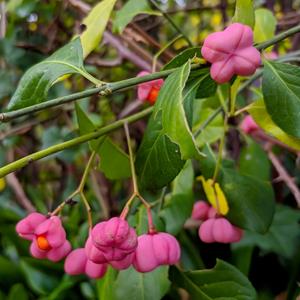 Tuinplant.nl Kardinaalshoed