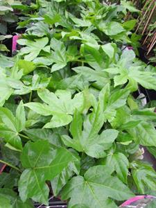 Tuinplant.nl Fatsia
