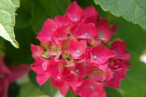 Tuinplant.nl Boerenhortensia