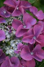Tuinplant.nl Boerenhortensia