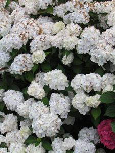 Tuinplant.nl Boerenhortensia