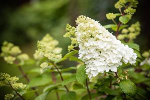 Tuinplant.nl Pluimhortensia