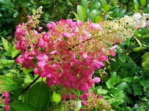Tuinplant.nl Pluimhortensia