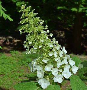 Tuinplant.nl Eikenbladhortensia